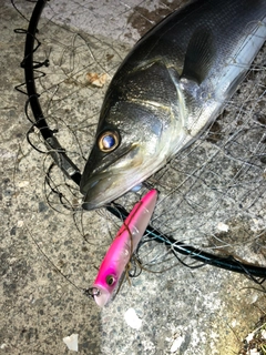 セイゴ（マルスズキ）の釣果