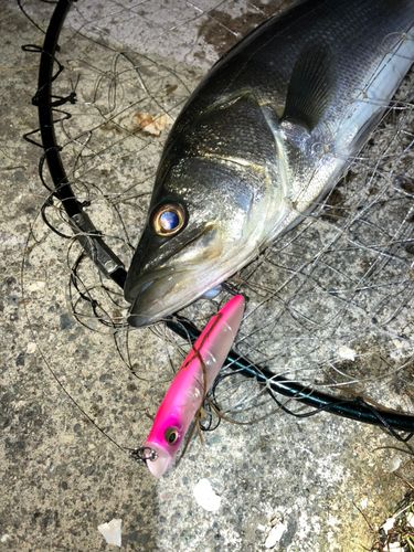 セイゴ（マルスズキ）の釣果