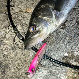 セイゴ（マルスズキ）