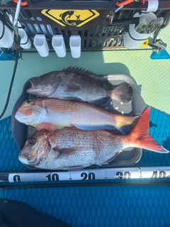 マダイの釣果