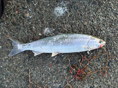 サクラマスの釣果