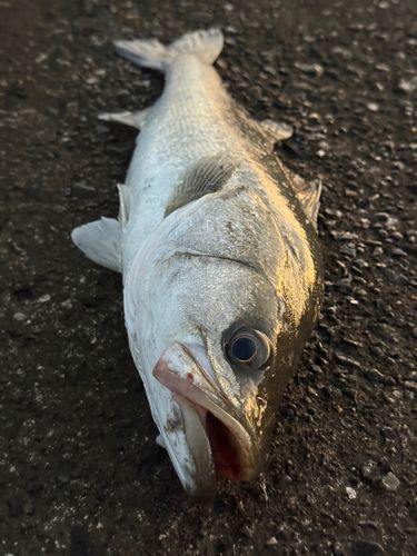 スズキの釣果