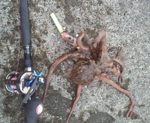 タコの釣果