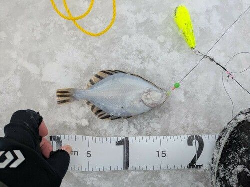 カワガレイの釣果