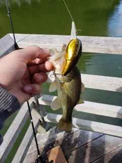 ラージマウスバスの釣果