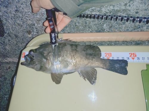 シロメバルの釣果