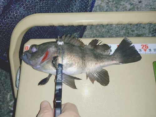 シロメバルの釣果