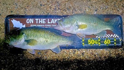 ブラックバスの釣果