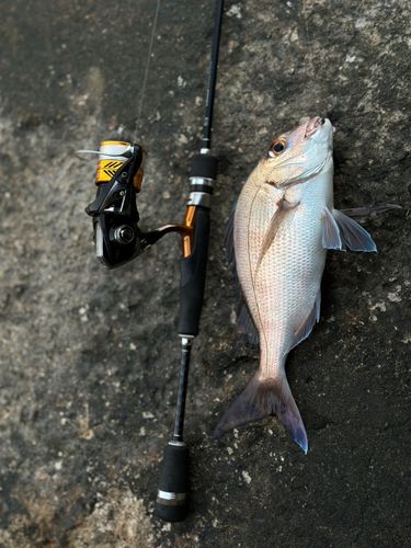 ヒラスズキの釣果