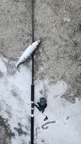サクラマスの釣果