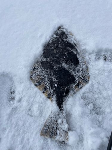 カワガレイの釣果