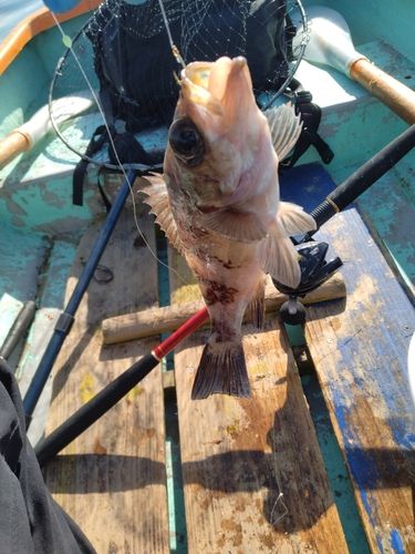メバルの釣果