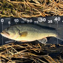 ラージマウスバス