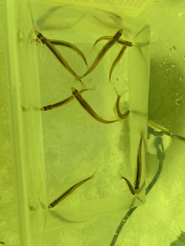 ワカサギの釣果