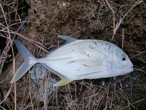 ロウニンアジの釣果