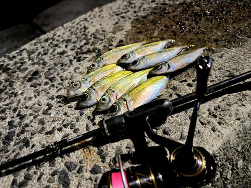 アジの釣果