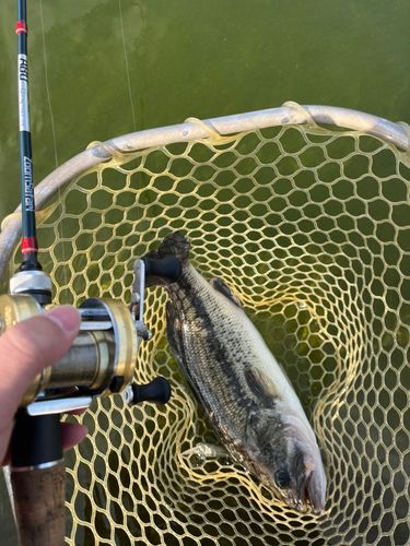 ラージマウスバスの釣果