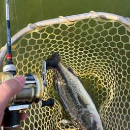 ラージマウスバス