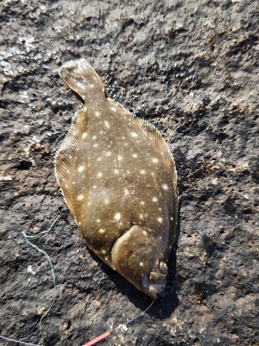 常滑りんくう釣り護岸