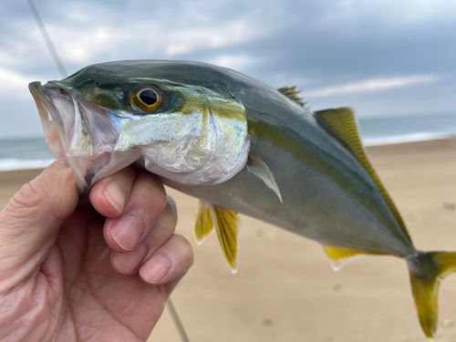コゾクラの釣果