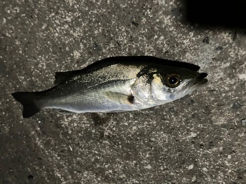 セイゴ（マルスズキ）の釣果