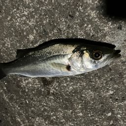 セイゴ（マルスズキ）