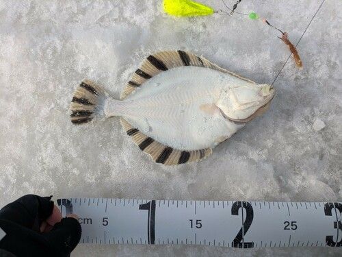 カワガレイの釣果