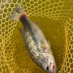 ラージマウスバス