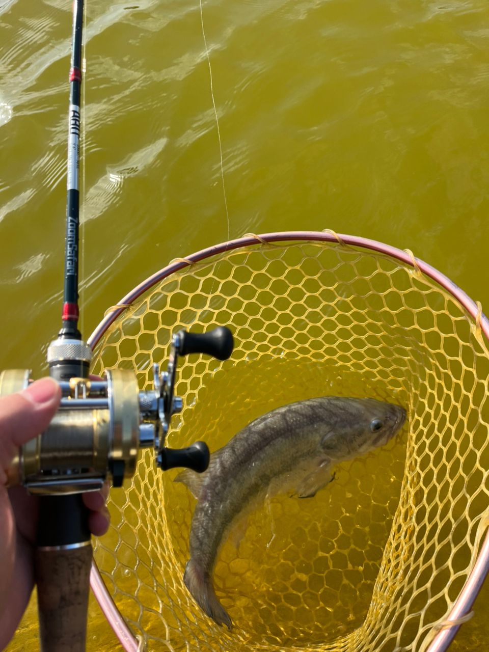 ラージマウスバス