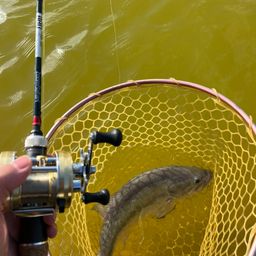 ラージマウスバス