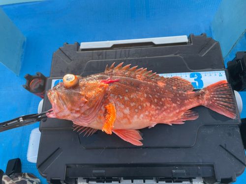 ウッカリカサゴの釣果