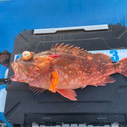 ウッカリカサゴ