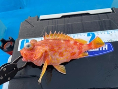 アヤメカサゴの釣果