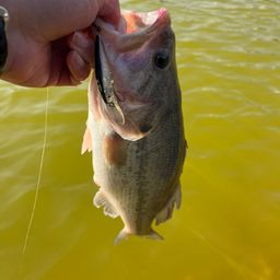 ラージマウスバス