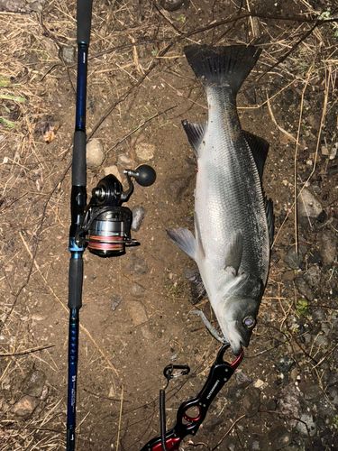 ヒラスズキの釣果