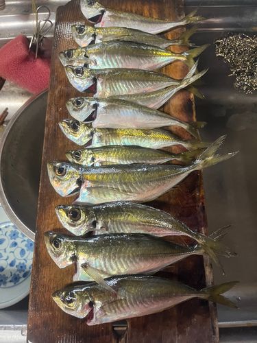 アジの釣果