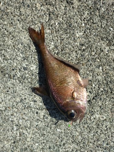 ハタンポの釣果