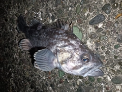 クロソイの釣果