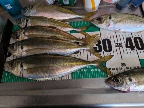 マアジの釣果