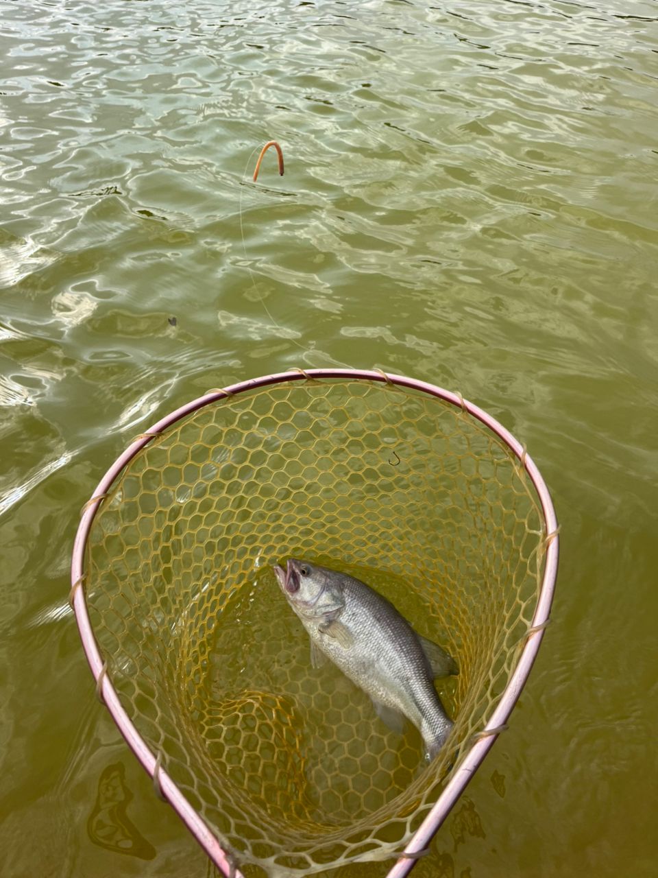 ラージマウスバス