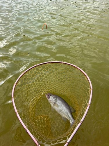 ドリームレイク