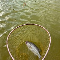 ラージマウスバス