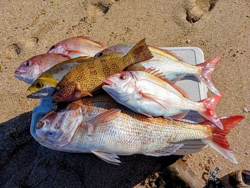イサキの釣果