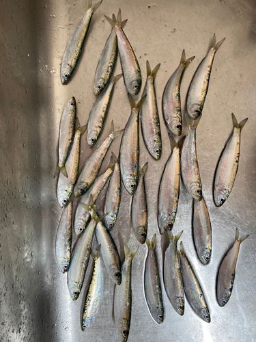 ママカリの釣果