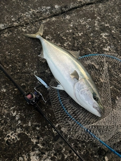 ブリの釣果