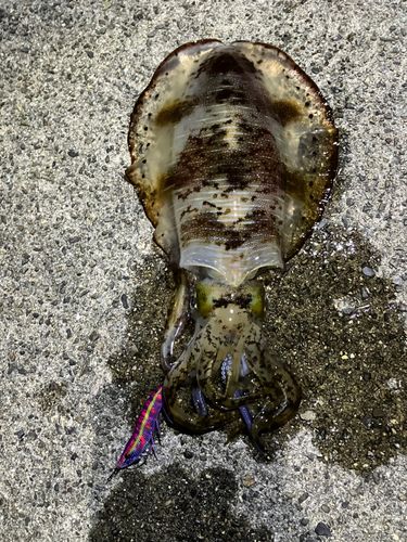 アオリイカの釣果