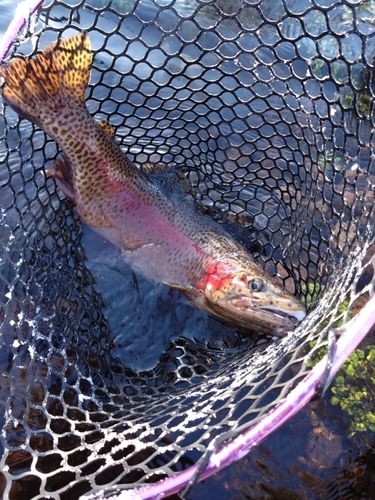 ニジマスの釣果