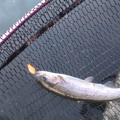 ニジマスの釣果