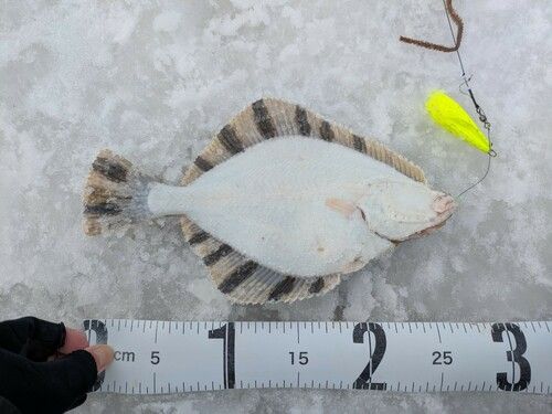 カワガレイの釣果