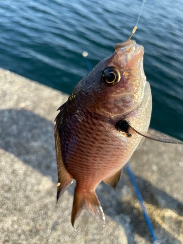 スズメダイの釣果